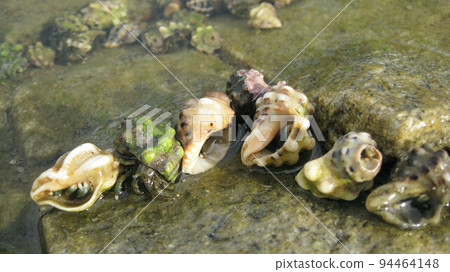 group of hermit crabs group of hermit crabs 94464148