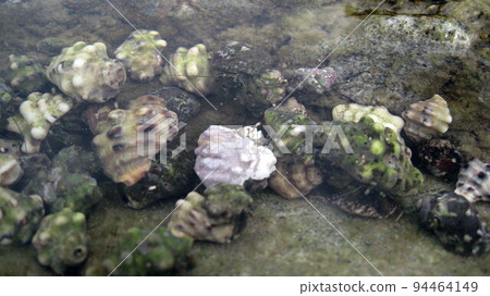 group of hermit crabs group of hermit crabs 94464149