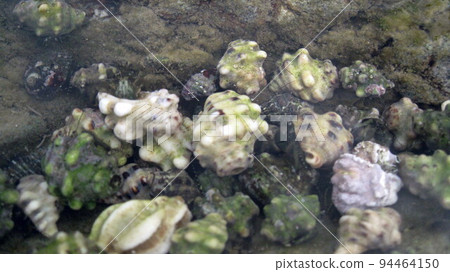 group of hermit crabs group of hermit crabs 94464150