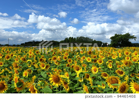 Kawagoe City, Saitama Prefecture Late-blooming sunflowers and blue sky in Isanuma Higashi-Kishikabatake Kawagoe City, Saitama Prefecture Late-blooming sunflowers and blue sky in Isanuma Higashi-Kishikabatake 94465408