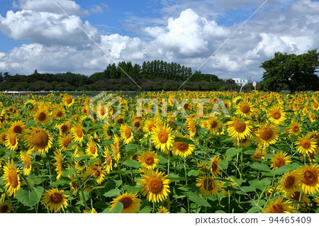 Kawagoe City, Saitama Prefecture Late-blooming sunflowers and blue sky in Isanuma Higashi-Kishikabatake 94465409