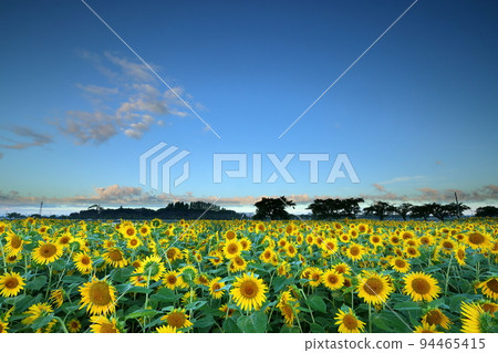 埼玉縣川越市 Isanuma 東岸羽畑的晚花向日葵和藍天 94465415