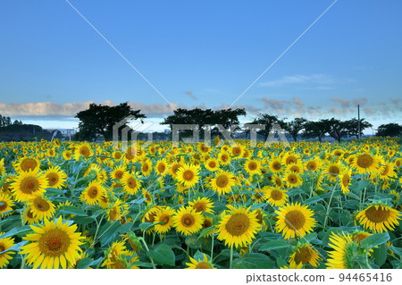 Kawagoe City, Saitama Prefecture Late-blooming sunflowers and blue sky in Isanuma Higashi-Kishikabatake 94465416