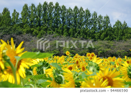 Kawagoe City, Saitama Prefecture Late-blooming sunflowers in Isanuma Higashikibanabatake and Himalayan cedars in Isanuma Park Kawagoe City, Saitama Prefecture Late-blooming sunflowers in Isanuma Higashikibanabatake and Himalayan cedars in Isanuma Park 94466590