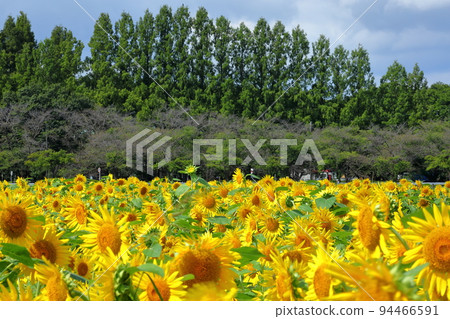 Kawagoe City, Saitama Prefecture Late-blooming sunflowers in Isanuma Higashikibanabatake and Himalayan cedars in Isanuma Park Kawagoe City, Saitama Prefecture Late-blooming sunflowers in Isanuma Higashikibanabatake and Himalayan cedars in Isanuma Park 94466591
