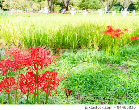 Autumn tradition Beautiful cluster amaryllis in full bloom on the ridges of the rice fields Autumn tradition Beautiful cluster amaryllis in full bloom on the ridges of the rice fields 94466830
