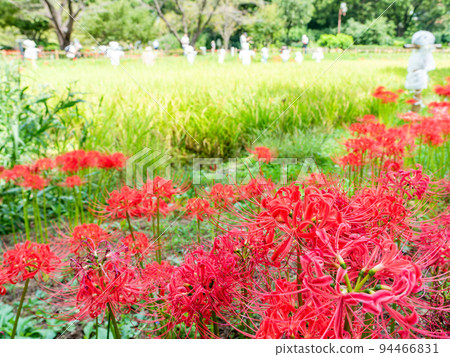 Autumn tradition Beautiful cluster amaryllis in full bloom on the ridges of the rice fields Autumn tradition Beautiful cluster amaryllis in full bloom on the ridges of the rice fields 94466831
