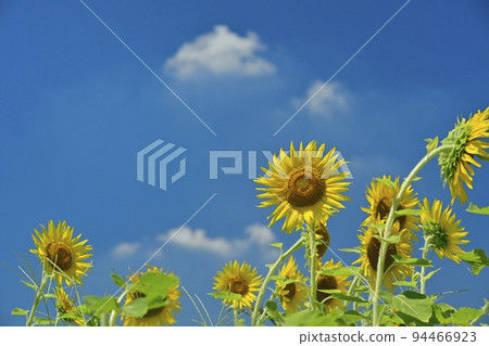 有藍天和雲彩的向日葵領域 94466923