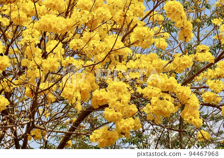 Yellow-flowered wind bell Yellow-flowered wind bell 94467968