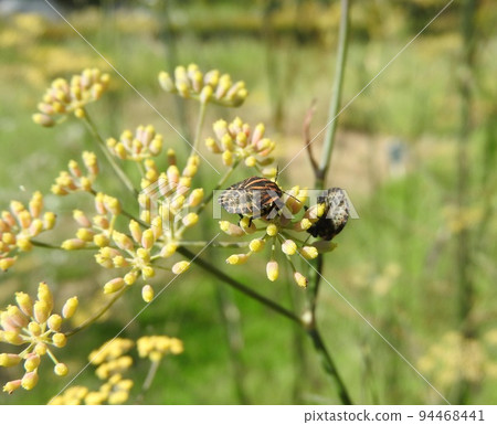A red stink bug "Red stink bug" (larva) that came to the perennial plant "Bronze Fennel" of the Apiaceae family A red stink bug "Red stink bug" (larva) that came to the perennial plant "Bronze Fennel" of the Apiaceae family 94468441