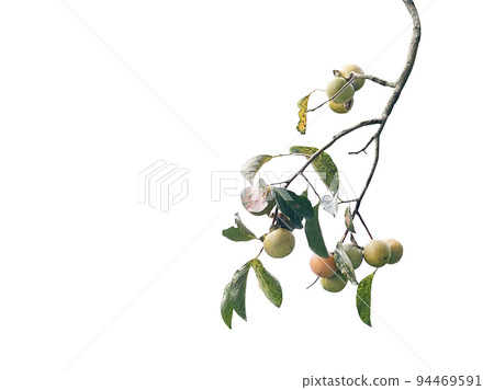 persimmon, persimmon tree 94469591