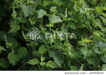 藍紫蘇 藍紫蘇 94469609