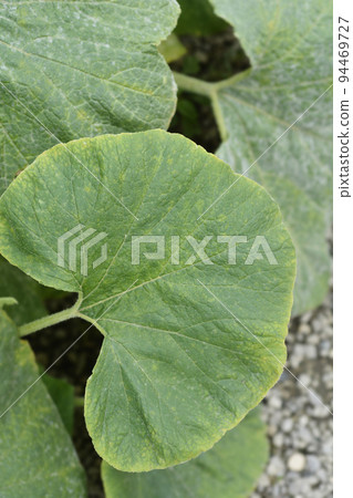 Giant pumpkin Giant pumpkin 94469727