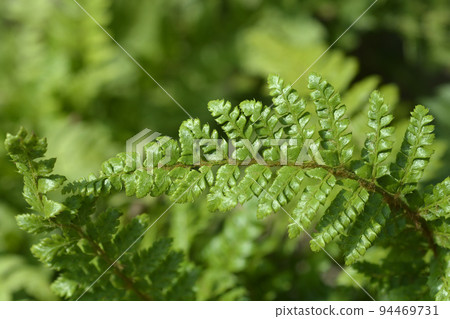 Japanese Lace Fern Jade 94469731