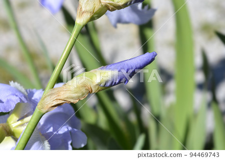 Tall bearded iris Eleanors Pride 94469743