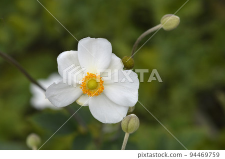 Japanese anemone Honorine Jobert Japanese anemone Honorine Jobert 94469759