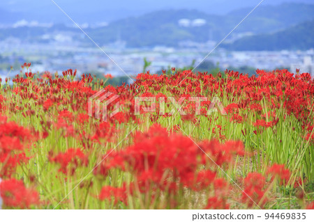 Cluster amaryllis blooming around Kuhonji Temple Cluster amaryllis blooming around Kuhonji Temple 94469835