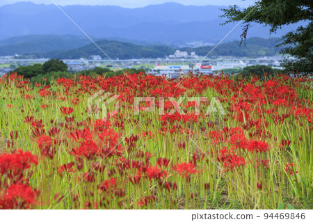 Cluster amaryllis blooming around Kuhonji Temple Cluster amaryllis blooming around Kuhonji Temple 94469846