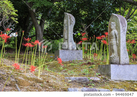 Cluster amaryllis blooming around Kuhonji Temple Cluster amaryllis blooming around Kuhonji Temple 94469847