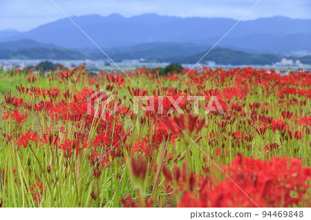 Cluster amaryllis blooming around Kuhonji Temple Cluster amaryllis blooming around Kuhonji Temple 94469848