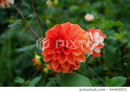 大麗花花 94469931