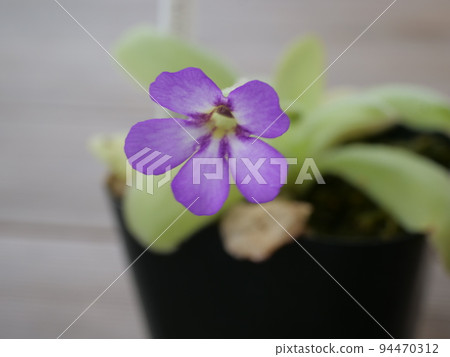 carnivorous plant flower carnivorous plant flower 94470312