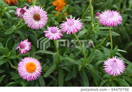Helichrysum (Cororo) 94470798