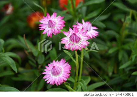 Helichrysum (Cororo) 94470801