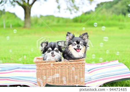 年差吉娃娃泡泡玩 年差吉娃娃泡泡玩 94471485