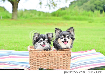 Picnic with smiling age difference Chihuahua 94471495