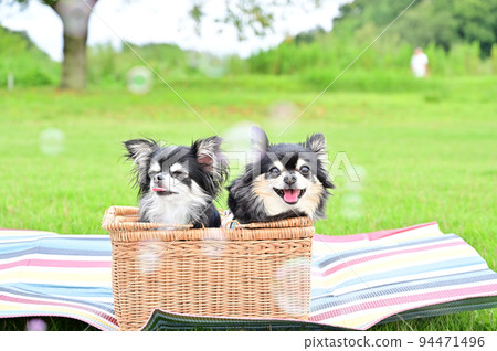 Surrounded by soap bubbles Fun age difference Chihuahua 94471496