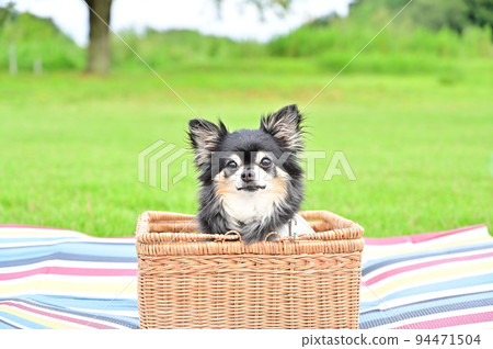 A chihuahua with a nice face, perfect for looking at the camera 94471504