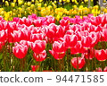 紅色鬱金香領域 94471585