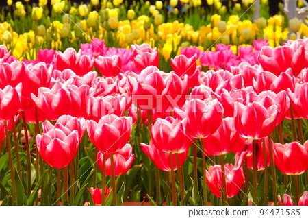 Red tulip field Red tulip field 94471585