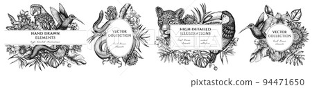 Tropical animals hand drawn frame templates. Vintage illustrations of leopard, snake, lizard, hummingbird, toucan, scarlet macaw, monstera, banana palm leaves, strelitzia, tropical palm leaves, orchid Tropical animals hand drawn frame templates. Vintage illustrations of leopard, snake, lizard, hummingbird, toucan, scarlet macaw, monstera, banana palm leaves, strelitzia, tropical palm leaves, orchid 94471650