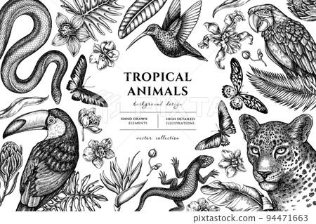 Tropical animals hand drawn illustration design. Background with sketch leopard, snake, lizard, hummingbird, toucan, scarlet macaw, rajah brooke's birdwing, african giant swallowtail, monstera, banana 94471663
