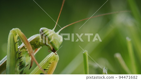 Close-up of a praying mantis - a predatory insect. Cleans his paws 94471682