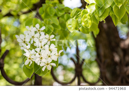 Apple tree blossom. White flowers and green leaves on the branch of tree 94471968