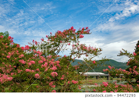The Tokaido Shinkansen passing by Jukume Pond with crape myrtle in full bloom The Tokaido Shinkansen passing by Jukume Pond with crape myrtle in full bloom 94472293