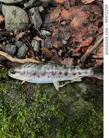 Natural yamame trout from the headwaters 94472294