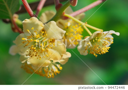 獼猴桃花 94472446