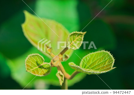 獼猴桃雌樹幼葉 94472447