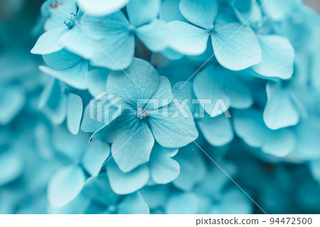 Macro photo of hydrangea flower. Details of blue petals. Beautiful colorful blue texture of flowers. Hydrangea 94472500