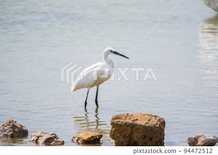The small white heron or Little egret stands in the lake 94472512