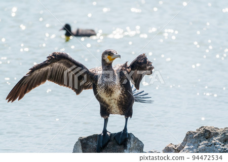 Great cormorant, Phalacrocorax carbo, sits on stone and dries its wings on the wind. Great cormorant, Phalacrocorax carbo, sits on stone and dries its wings on the wind. 94472534
