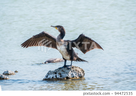 Great cormorant, Phalacrocorax carbo, sits on stone and dries its wings on the wind. Great cormorant, Phalacrocorax carbo, sits on stone and dries its wings on the wind. 94472535