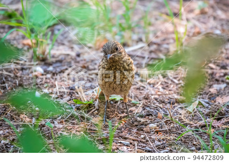 The common redstart, Phoenicurus phoenicurus, young bird, is sitting on a ground against a blurred background. 94472809