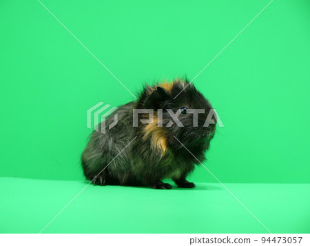 A guinea pig with patches of yellow hair 94473057