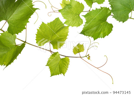 Branches of young grape vine on white background 94473145