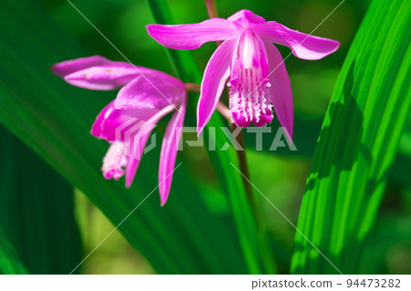 purple orchid blooming in may 94473282